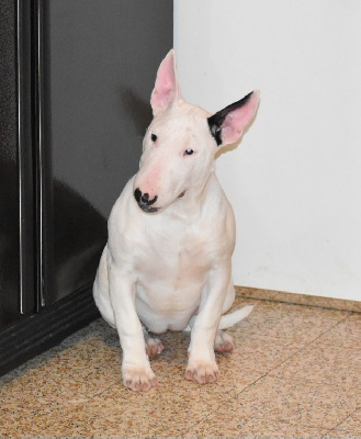 Du Monde Des Bulls  - Bull Terrier - Portée née le 11/10/2023