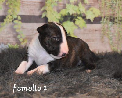 Du Monde Des Bulls  - Bull Terrier - Portée née le 05/02/2024