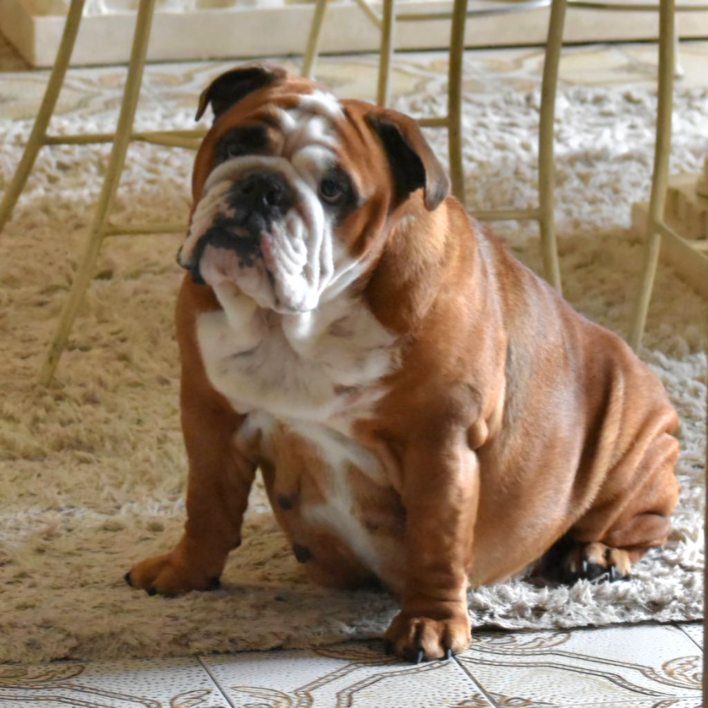 Les Bulldog Anglais de l'affixe Du Monde Des Bulls 