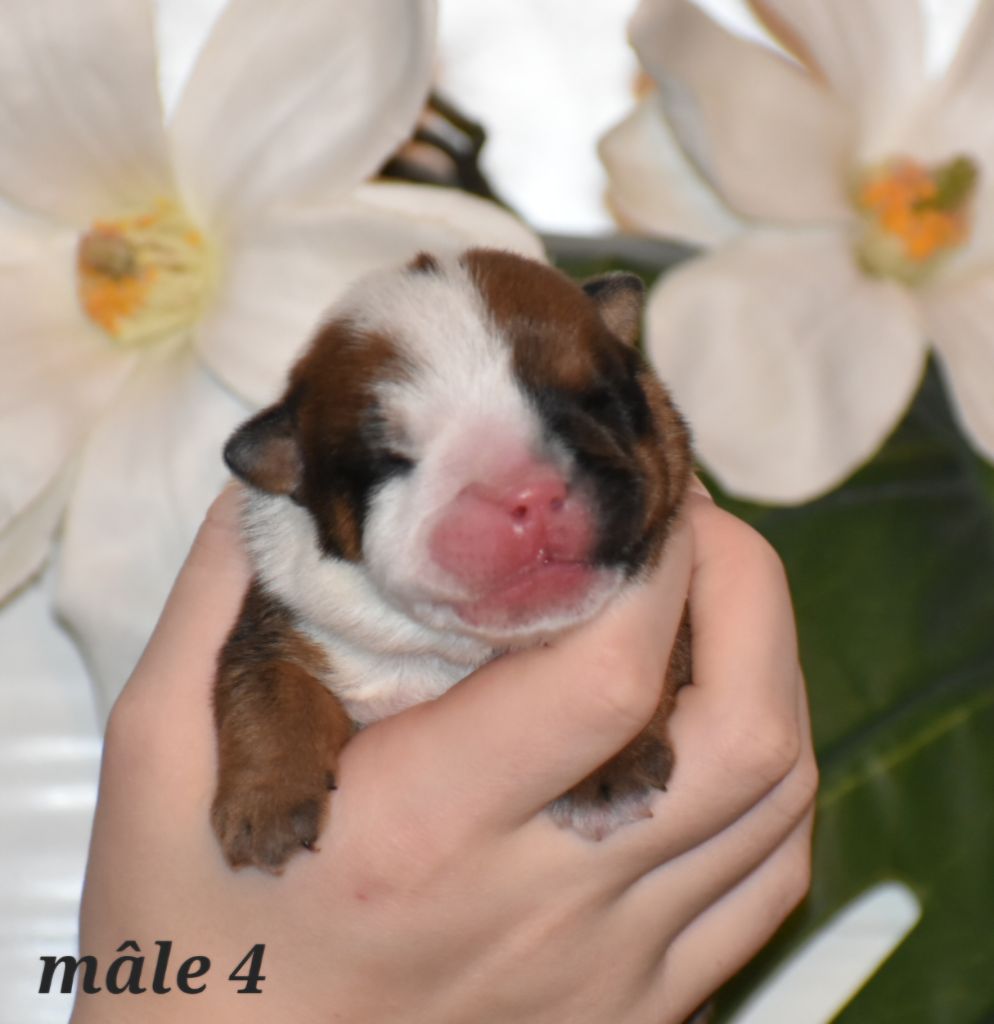 chiot Bulldog Anglais Du Monde Des Bulls 