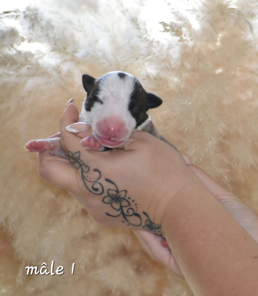 Du Monde Des Bulls  - Chiot disponible  - Bull Terrier