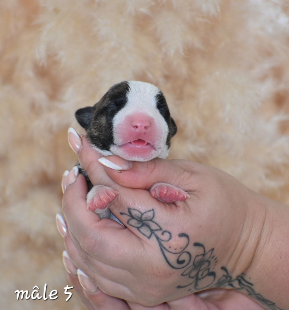 Du Monde Des Bulls  - Chiot disponible  - Bull Terrier