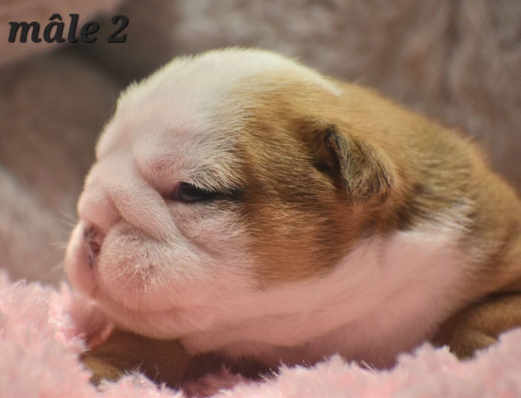 Du Monde Des Bulls  - Chiot disponible  - Bulldog Anglais