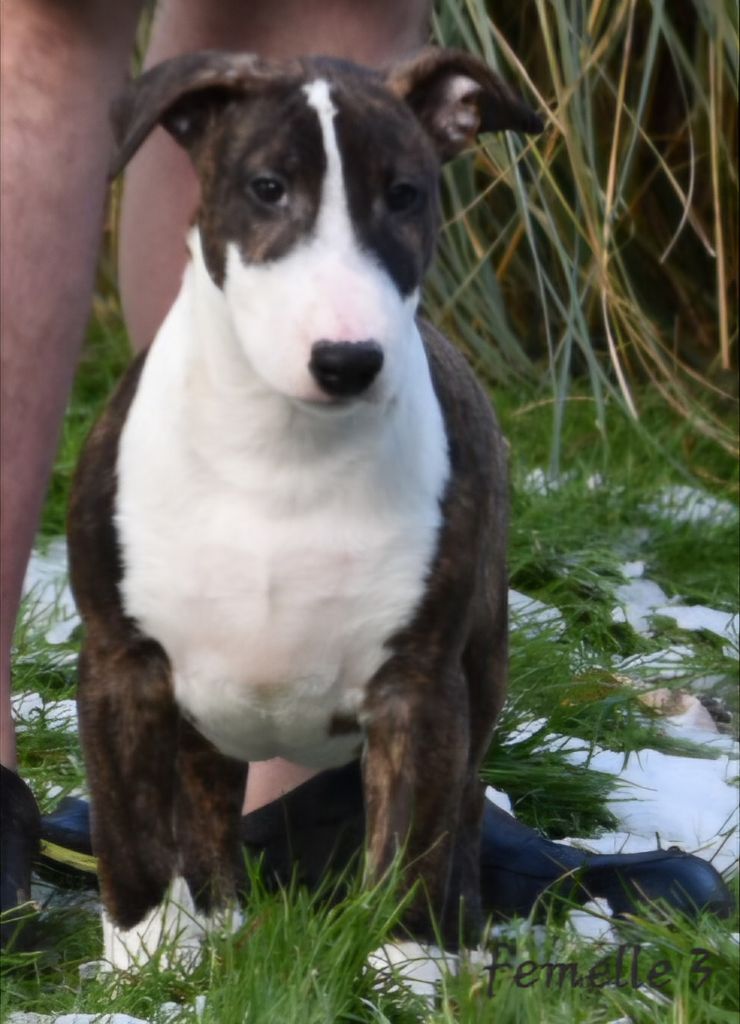 Du Monde Des Bulls  - Chiot disponible  - Bull Terrier