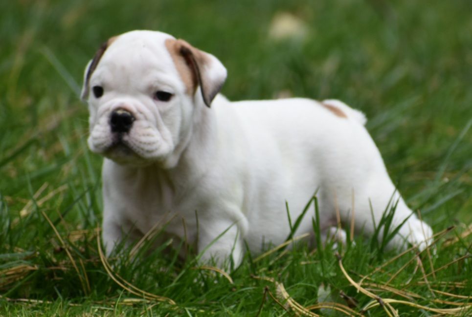 chiot Bulldog Anglais Du Monde Des Bulls 