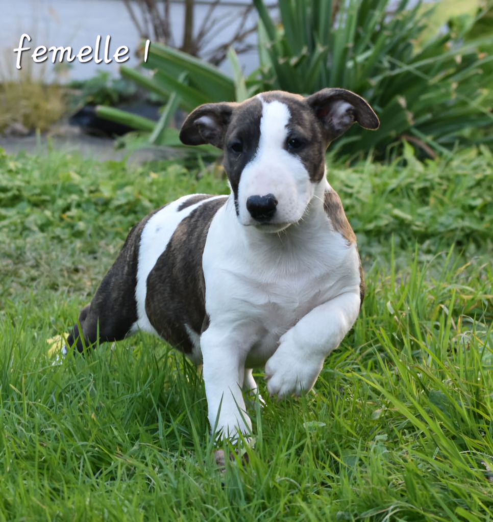 Du Monde Des Bulls  - Chiot disponible  - Bull Terrier