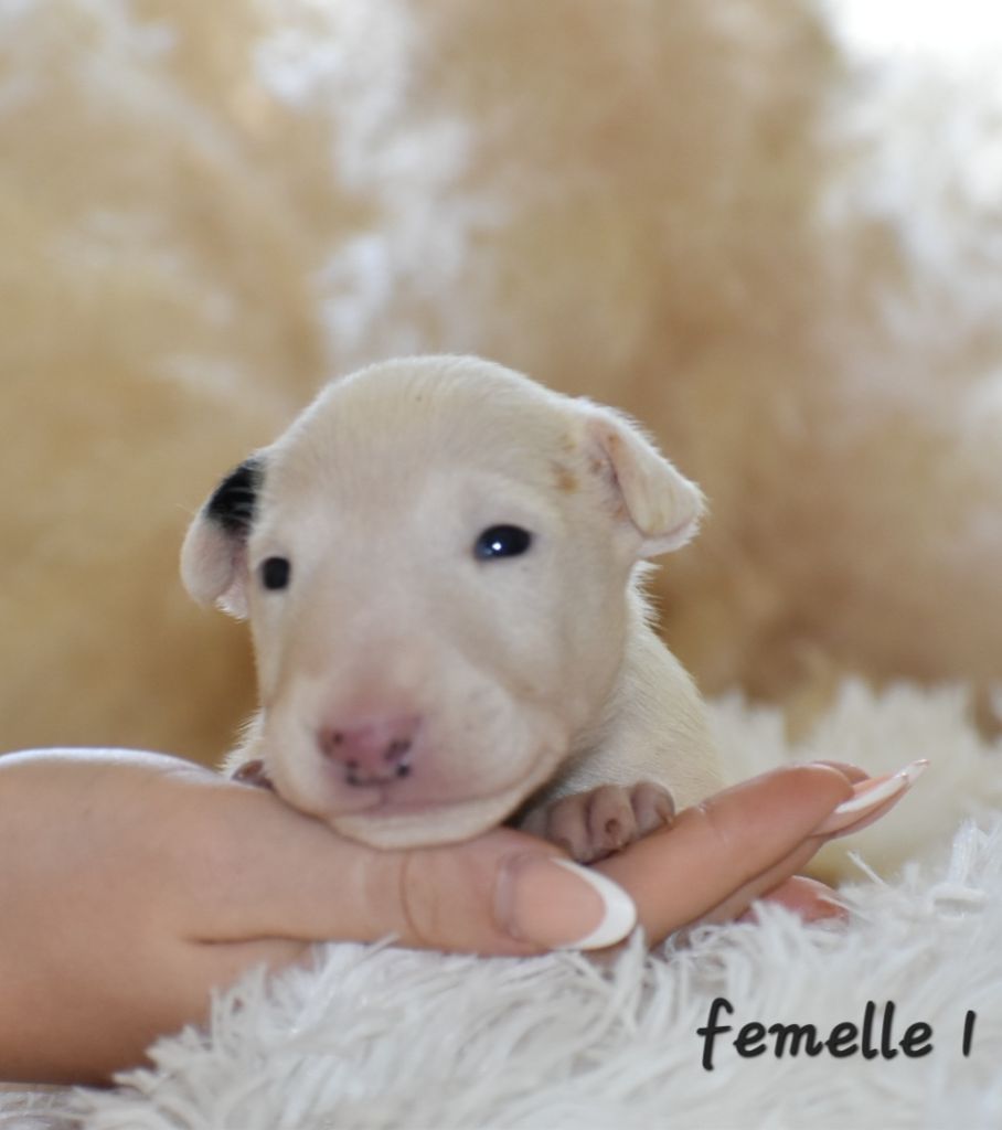 Du Monde Des Bulls  - Chiot disponible  - Bull Terrier