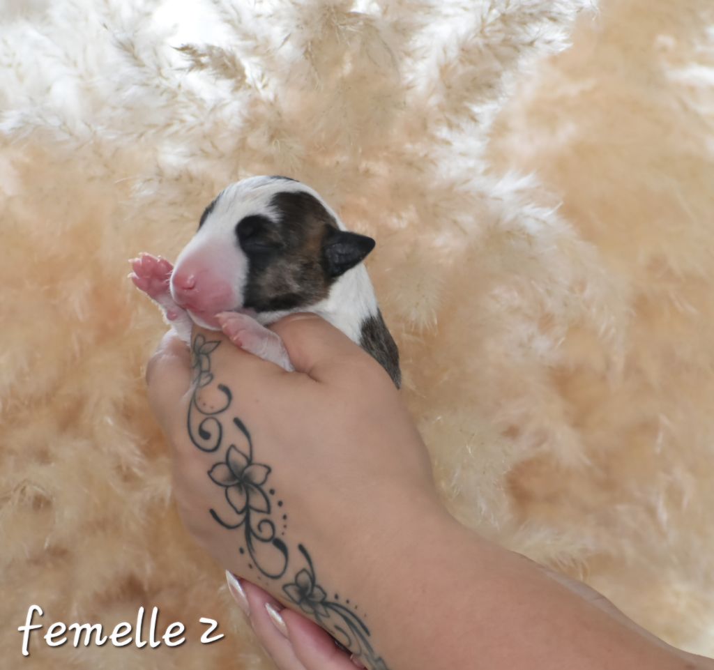 Du Monde Des Bulls  - Chiot disponible  - Bull Terrier