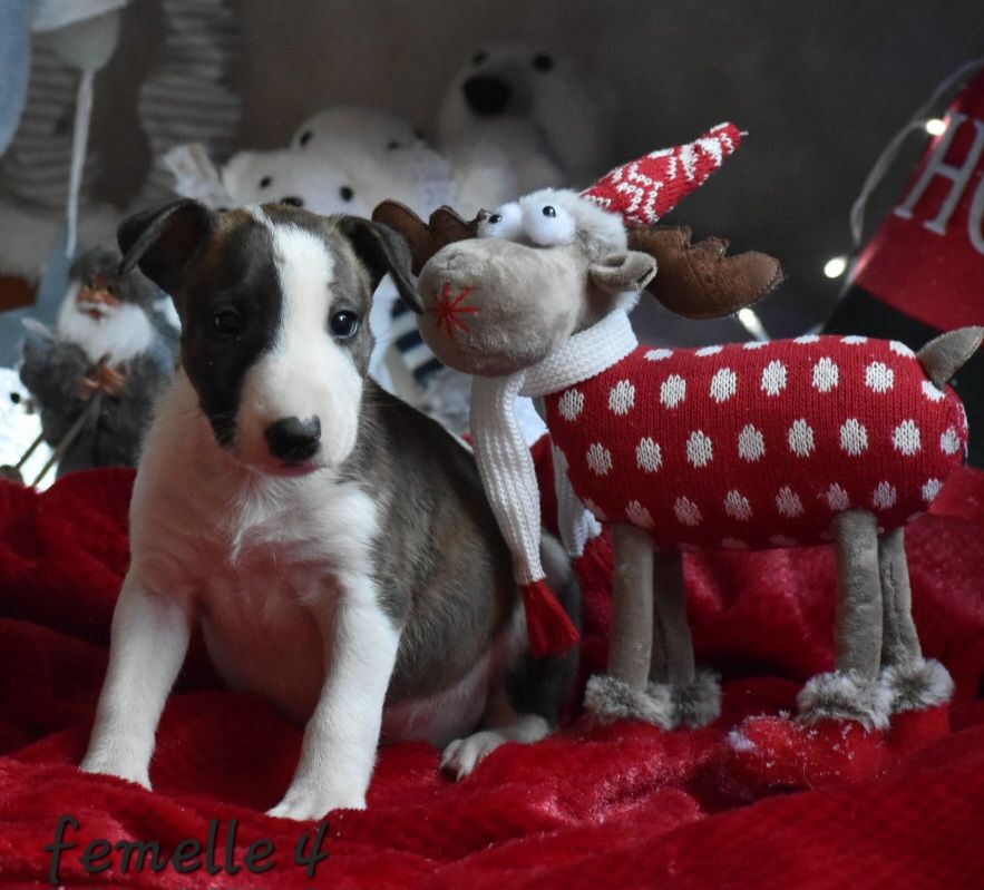 Du Monde Des Bulls  - Chiot disponible  - Bull Terrier