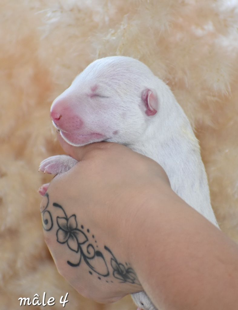 Du Monde Des Bulls  - Chiot disponible  - Bull Terrier