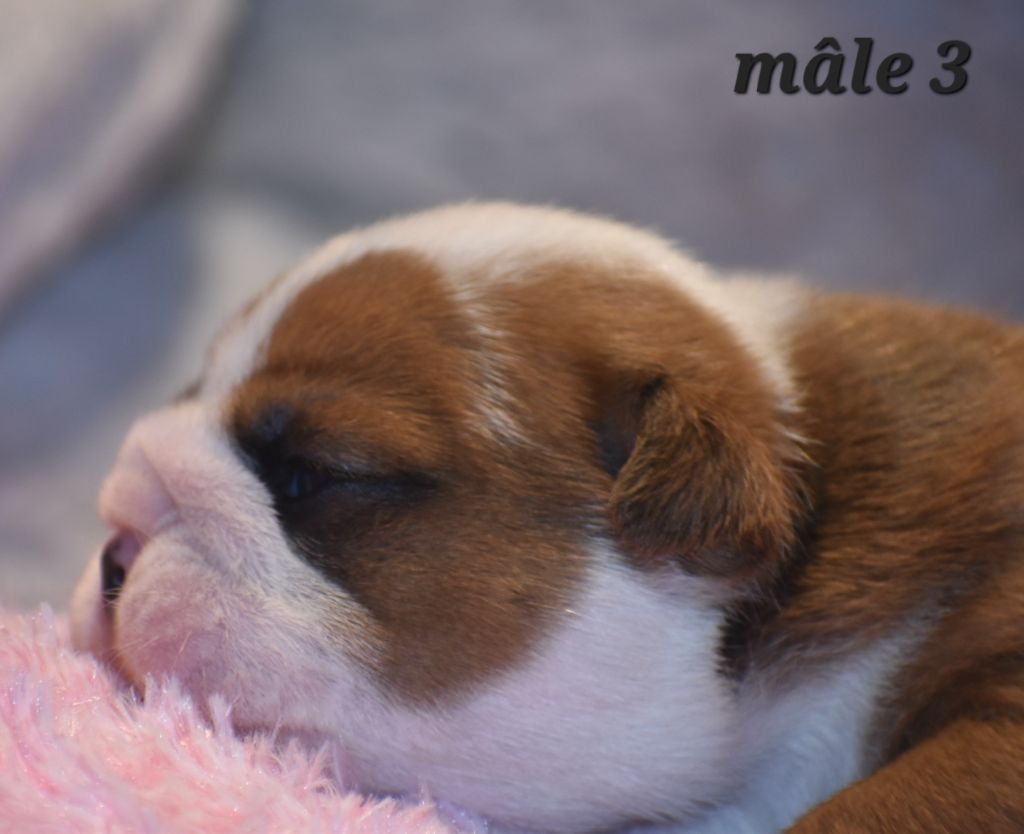 Du Monde Des Bulls  - Chiot disponible  - Bulldog Anglais