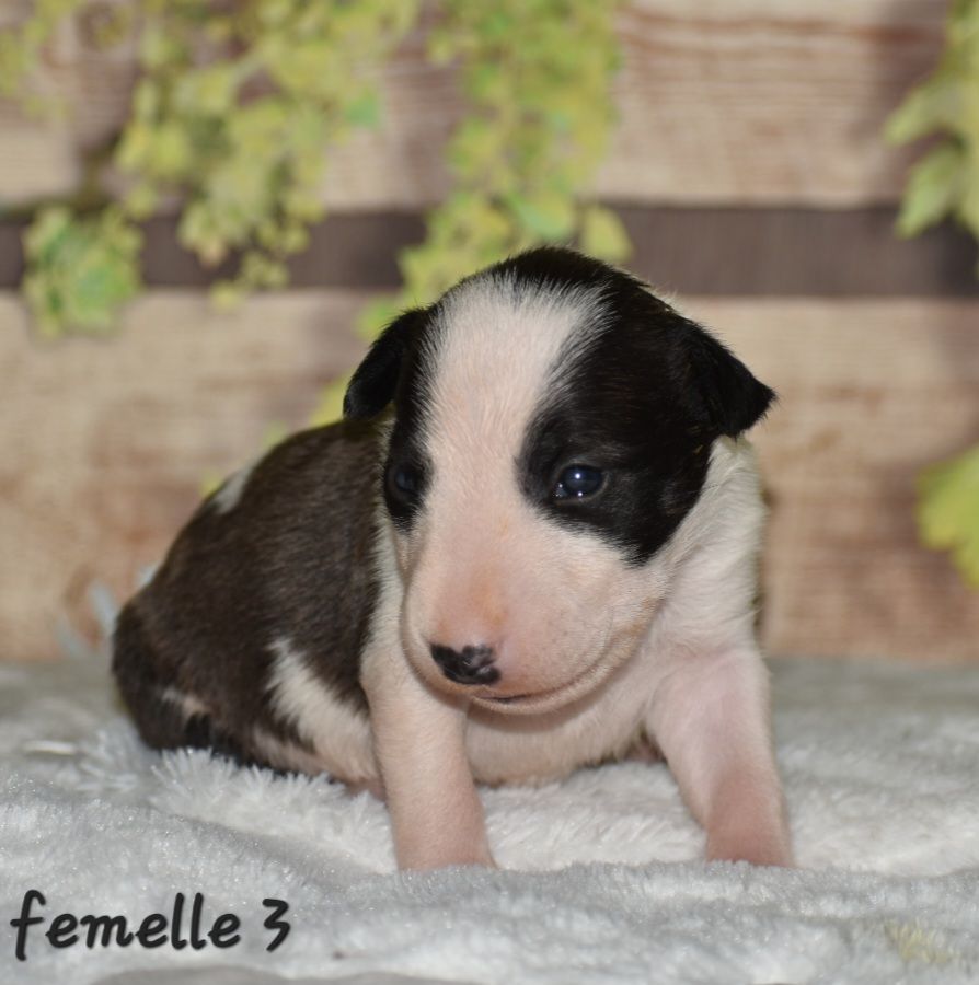 Du Monde Des Bulls  - Chiot disponible  - Bull Terrier