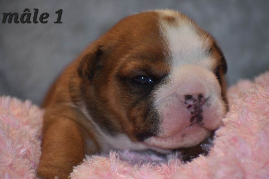 Du Monde Des Bulls  - Chiot disponible  - Bulldog Anglais