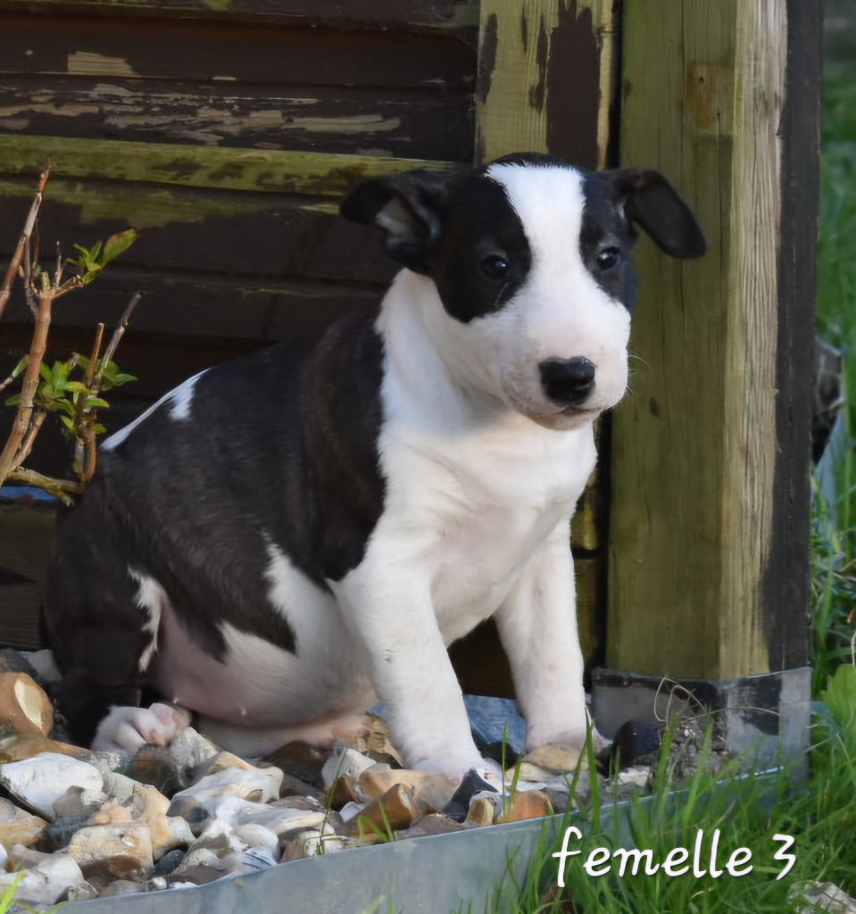 Du Monde Des Bulls  - Chiot disponible  - Bull Terrier