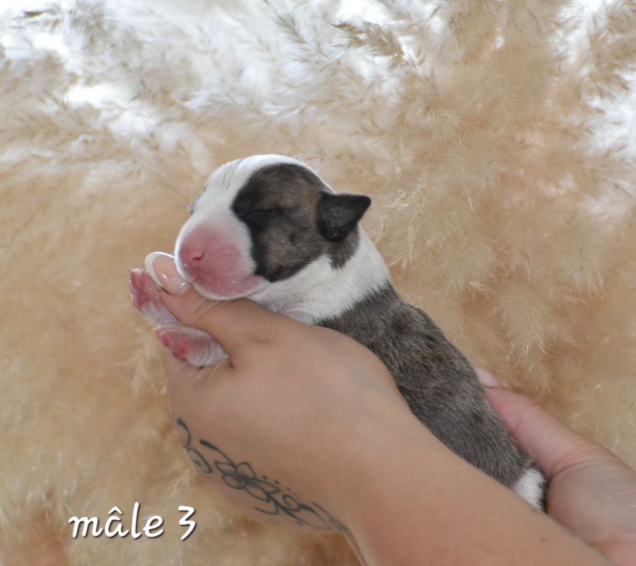 Du Monde Des Bulls  - Chiot disponible  - Bull Terrier