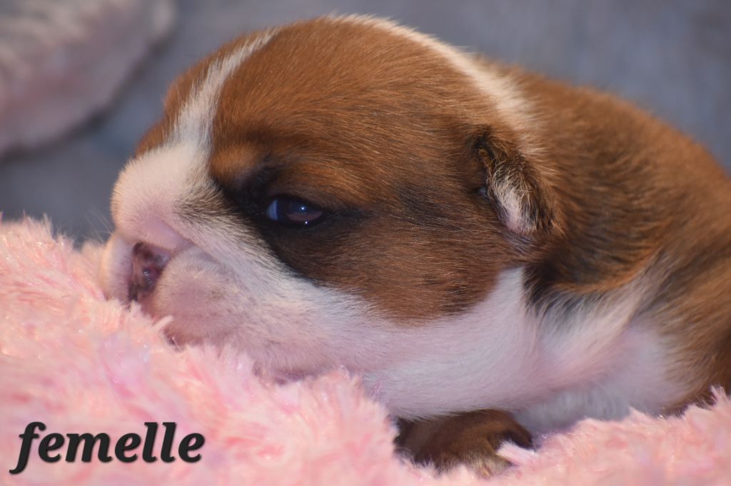 Du Monde Des Bulls  - Chiot disponible  - Bulldog Anglais