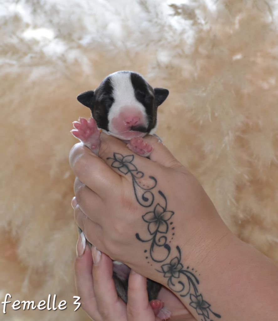 Du Monde Des Bulls  - Chiot disponible  - Bull Terrier