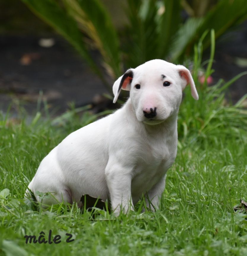 Du Monde Des Bulls  - Chiot disponible  - Bull Terrier