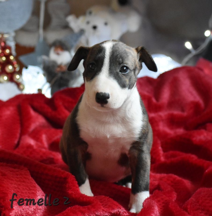 Du Monde Des Bulls  - Chiot disponible  - Bull Terrier