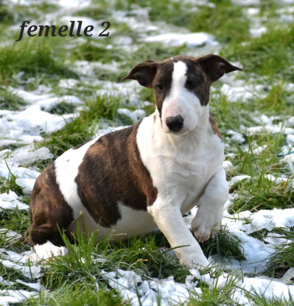 Du Monde Des Bulls  - Chiot disponible  - Bull Terrier