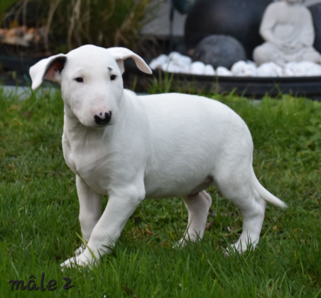 Du Monde Des Bulls  - Chiot disponible  - Bull Terrier