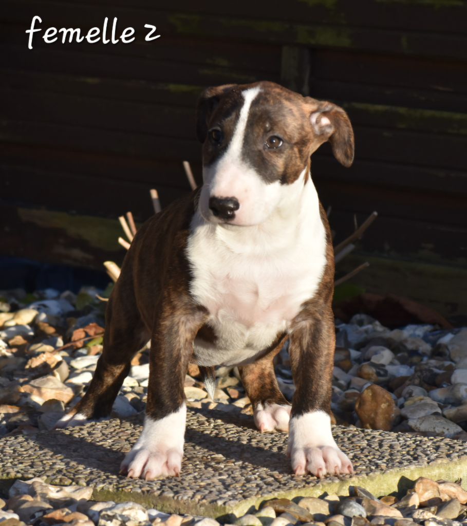 Du Monde Des Bulls  - Chiot disponible  - Bull Terrier