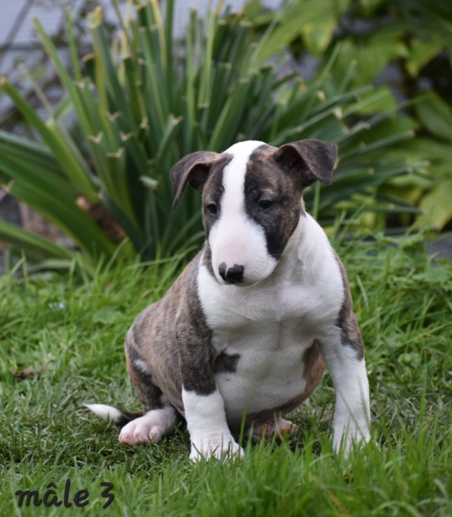 Du Monde Des Bulls  - Chiot disponible  - Bull Terrier