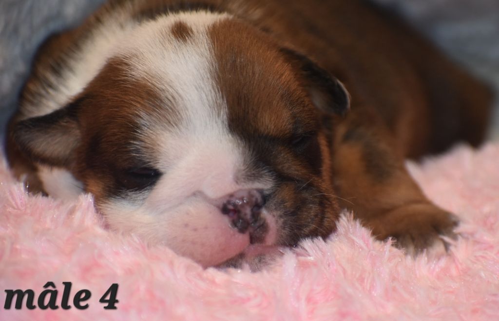 Du Monde Des Bulls  - Chiot disponible  - Bulldog Anglais