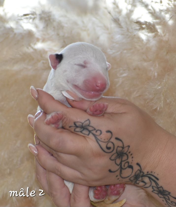 Du Monde Des Bulls  - Chiot disponible  - Bull Terrier