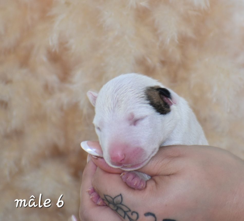 chiot Bull Terrier Du Monde Des Bulls 