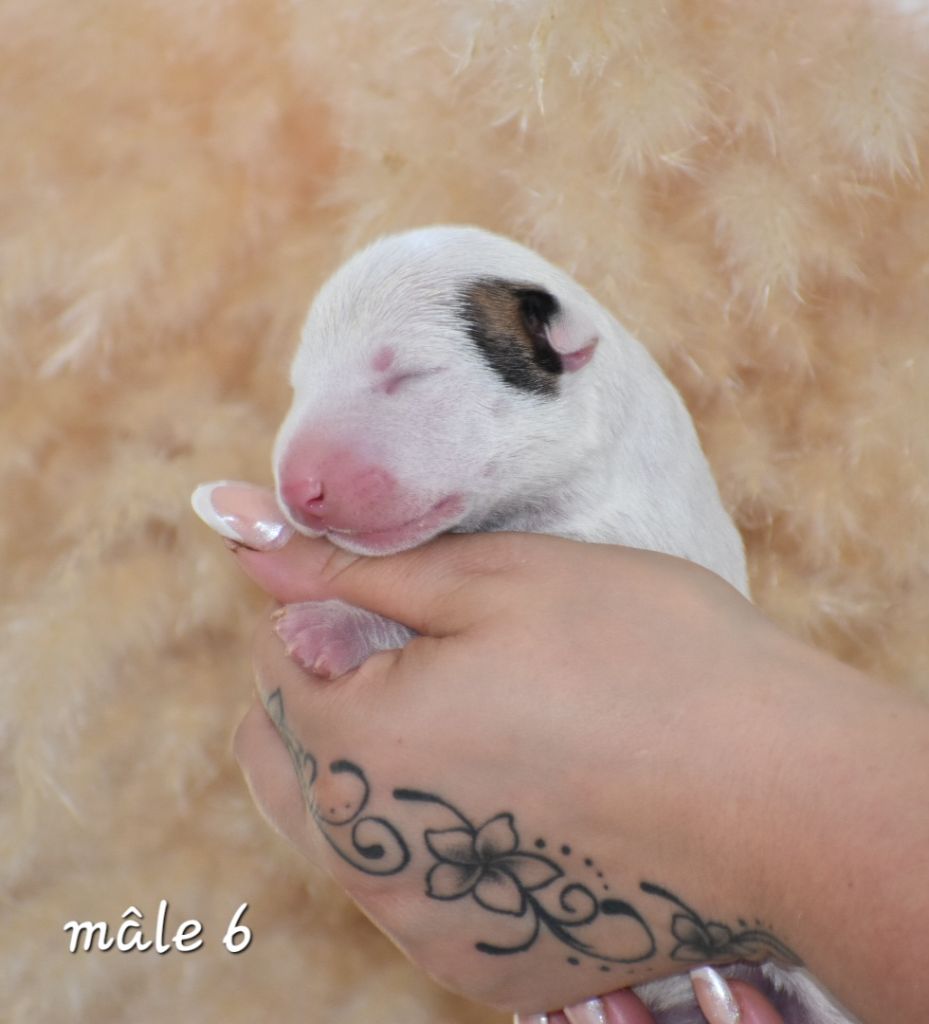 Du Monde Des Bulls  - Chiot disponible  - Bull Terrier