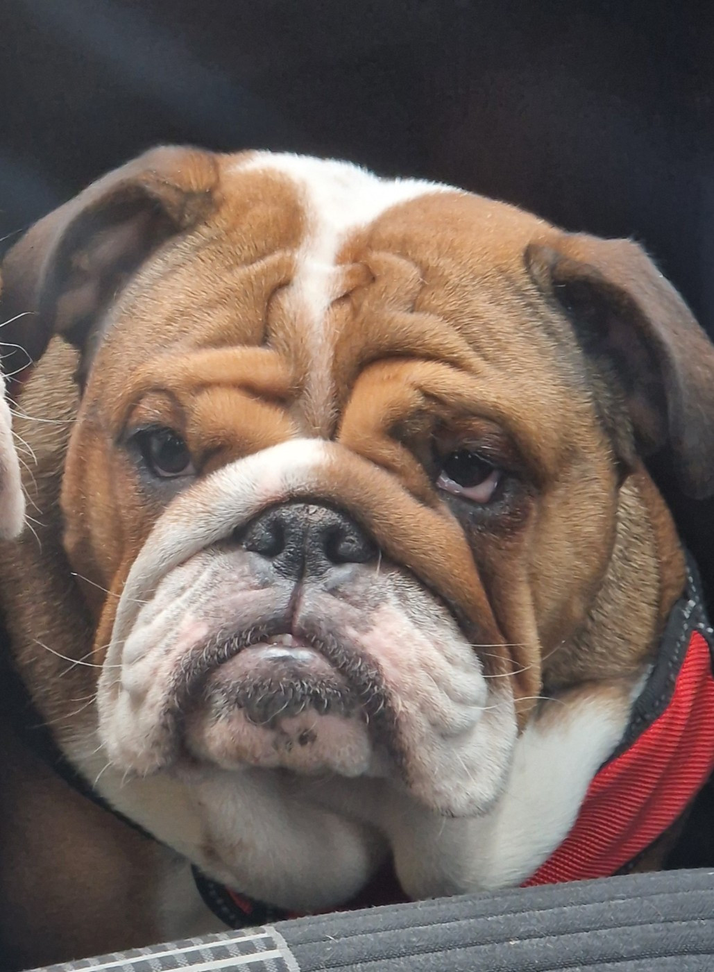 Vaiana Du Monde Des Bulls 