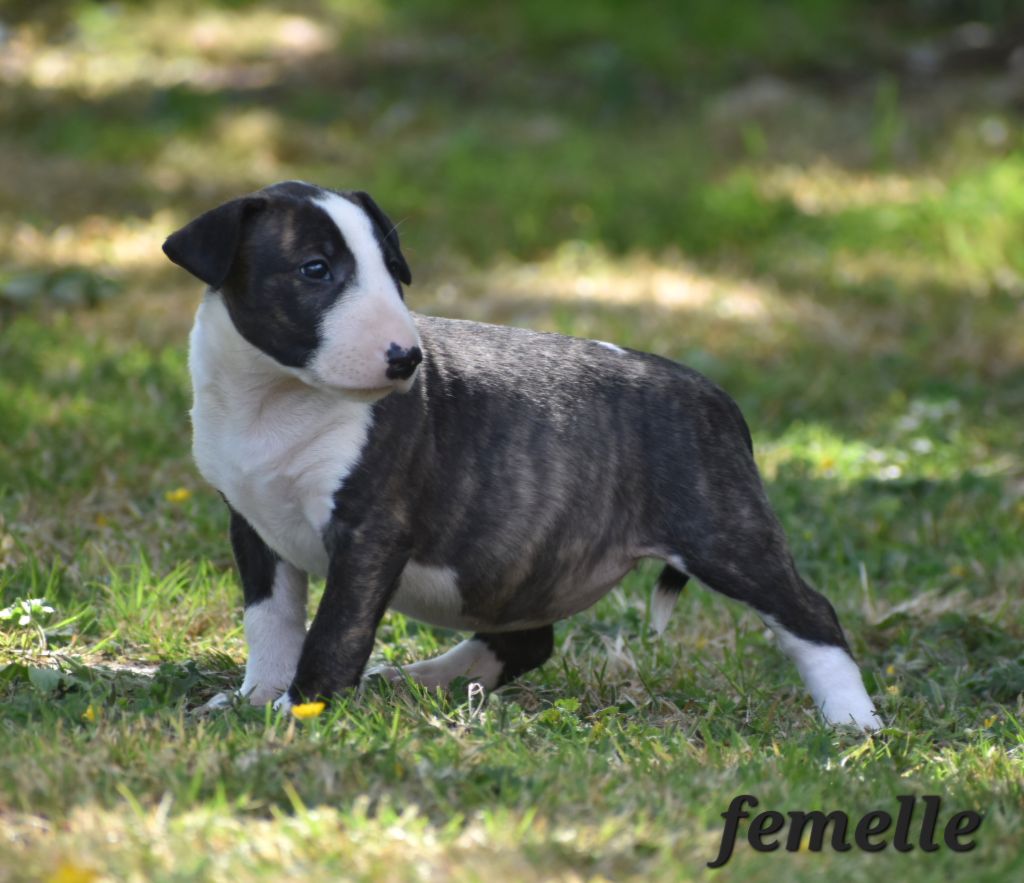 Chiot femelle disponible a la réservation 