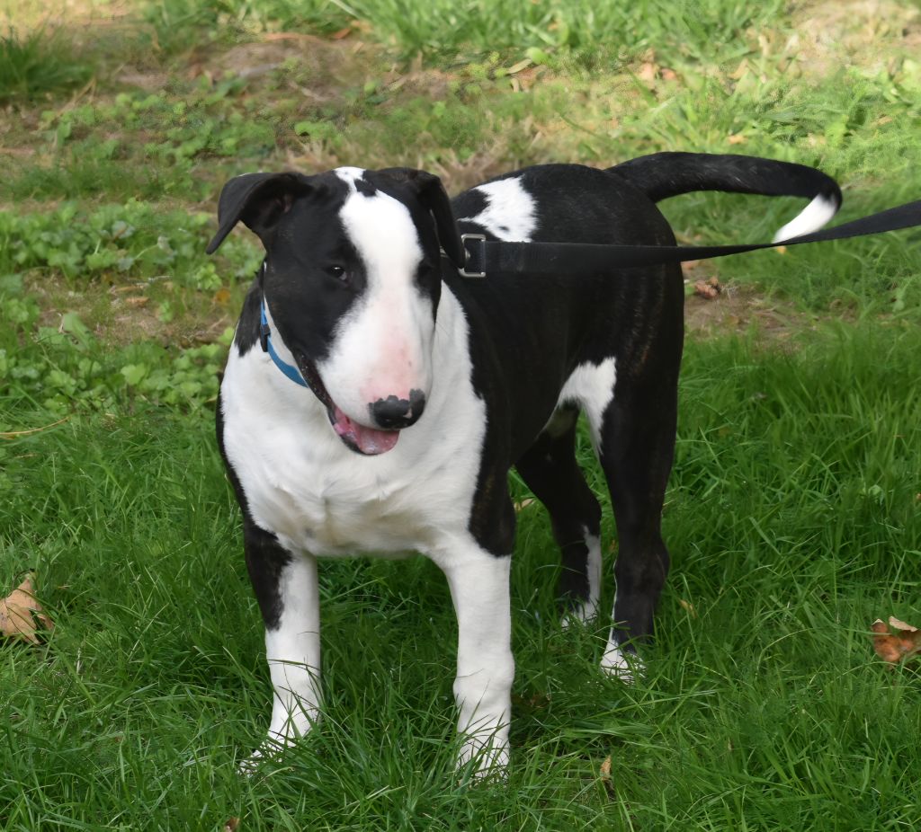 Disponible chiot mâle 