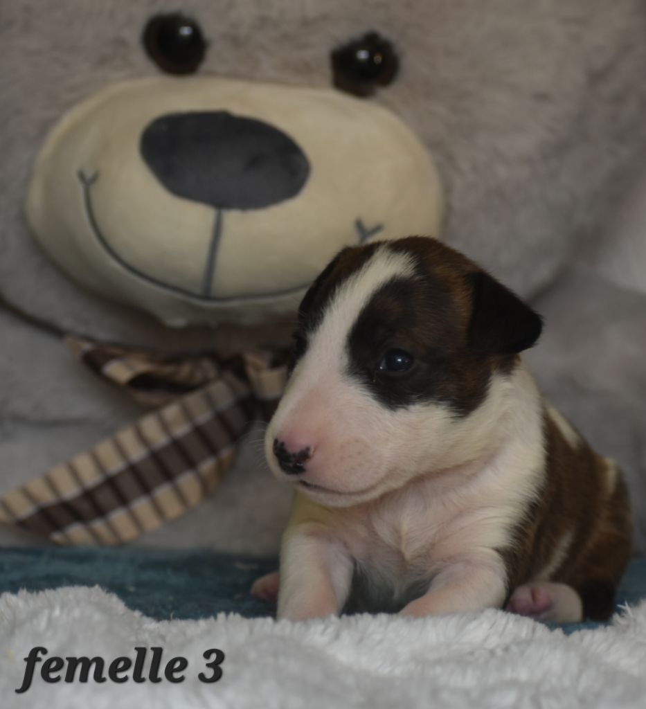 Du Monde Des Bulls  - Chiots disponibles - Bull Terrier