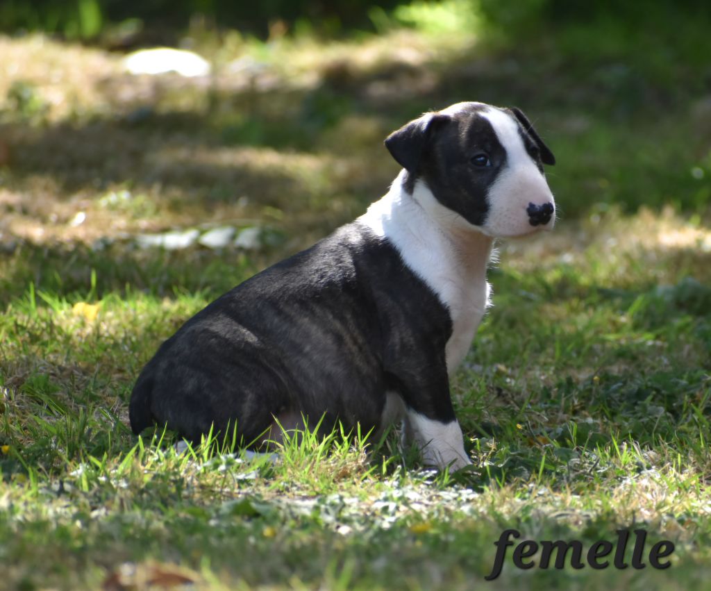 Du Monde Des Bulls  - Chiots disponibles - Bull Terrier