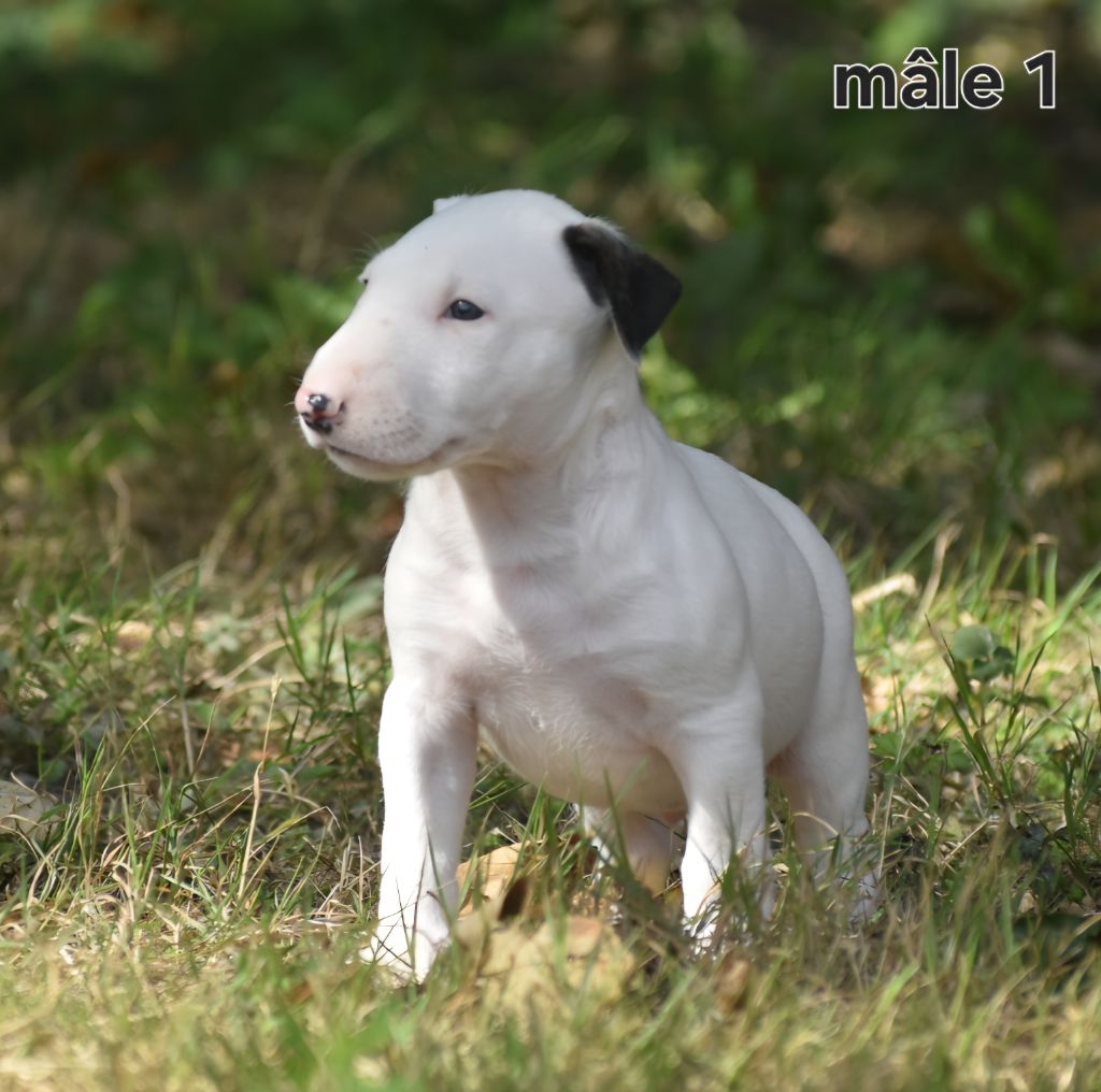 Du Monde Des Bulls  - Chiots disponibles - Bull Terrier