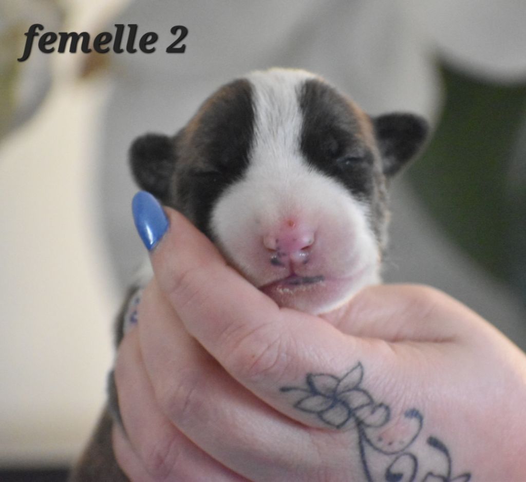 Du Monde Des Bulls  - Chiots disponibles - Bull Terrier