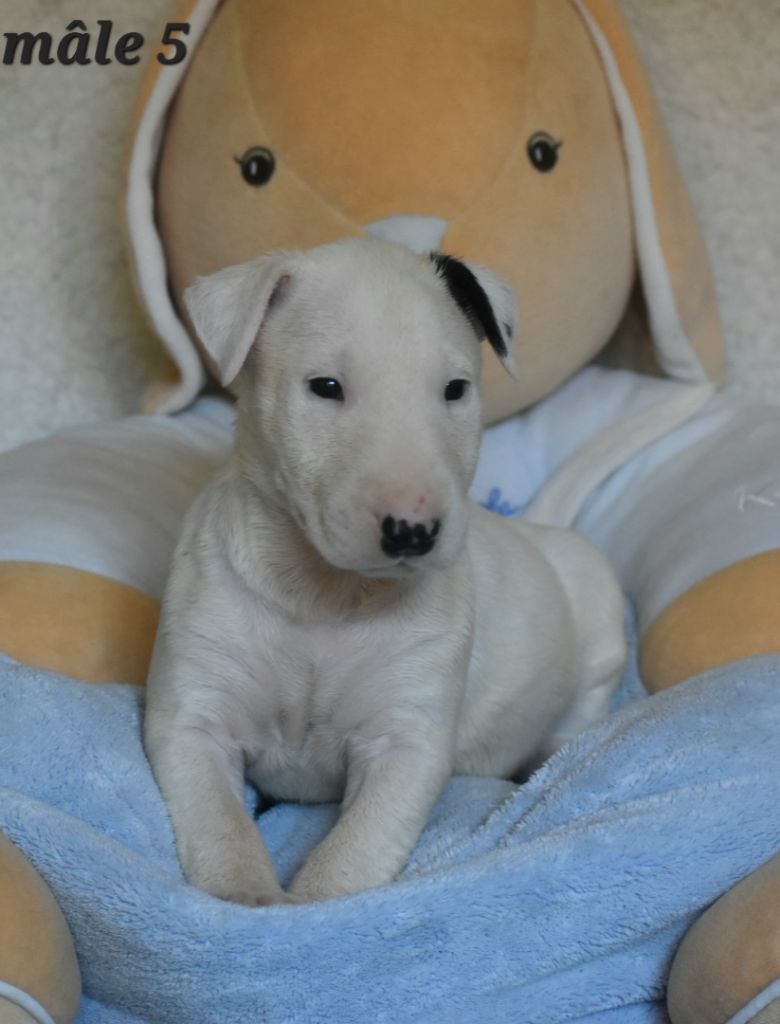 Du Monde Des Bulls  - Chiots disponibles - Bull Terrier