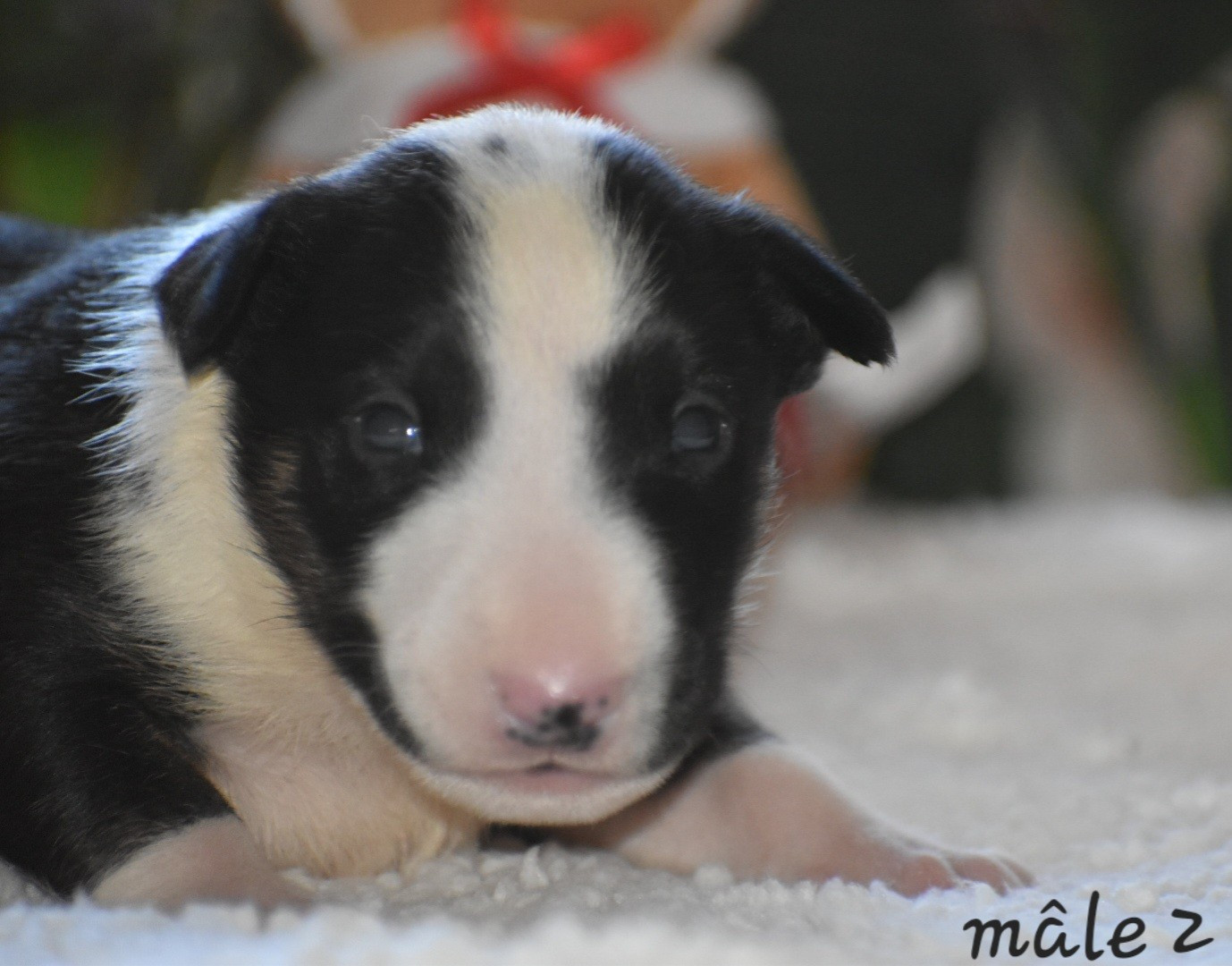 Du Monde Des Bulls  - Chiots disponibles - Bull Terrier