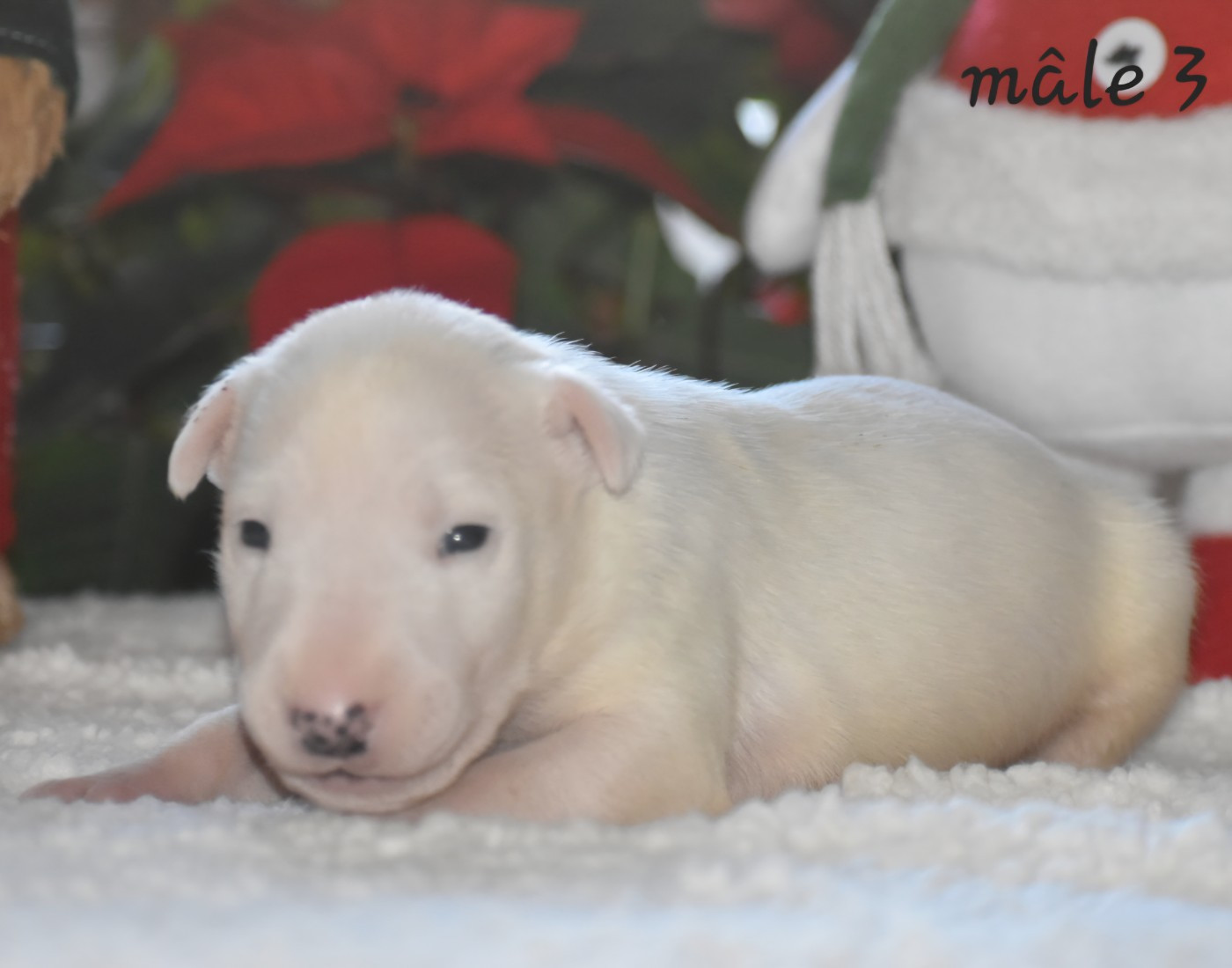 Du Monde Des Bulls  - Chiots disponibles - Bull Terrier