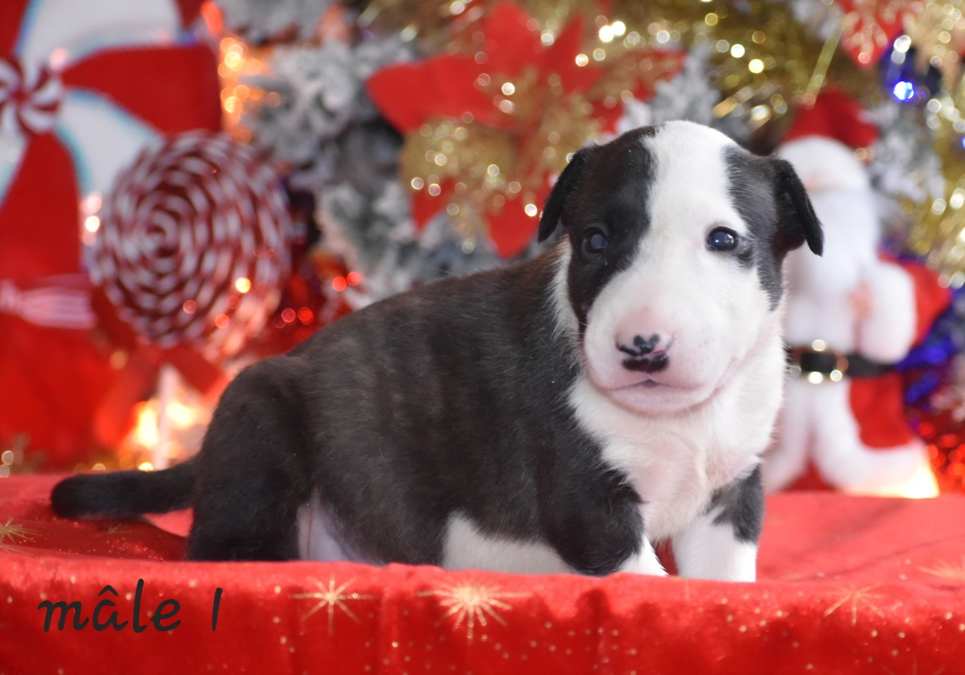 Du Monde Des Bulls  - Chiots disponibles - Bull Terrier