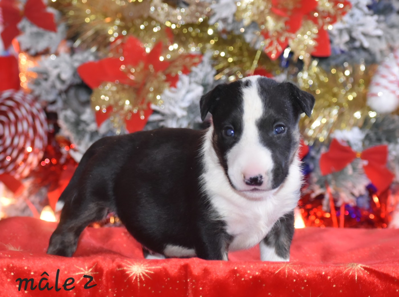 Du Monde Des Bulls  - Chiots disponibles - Bull Terrier