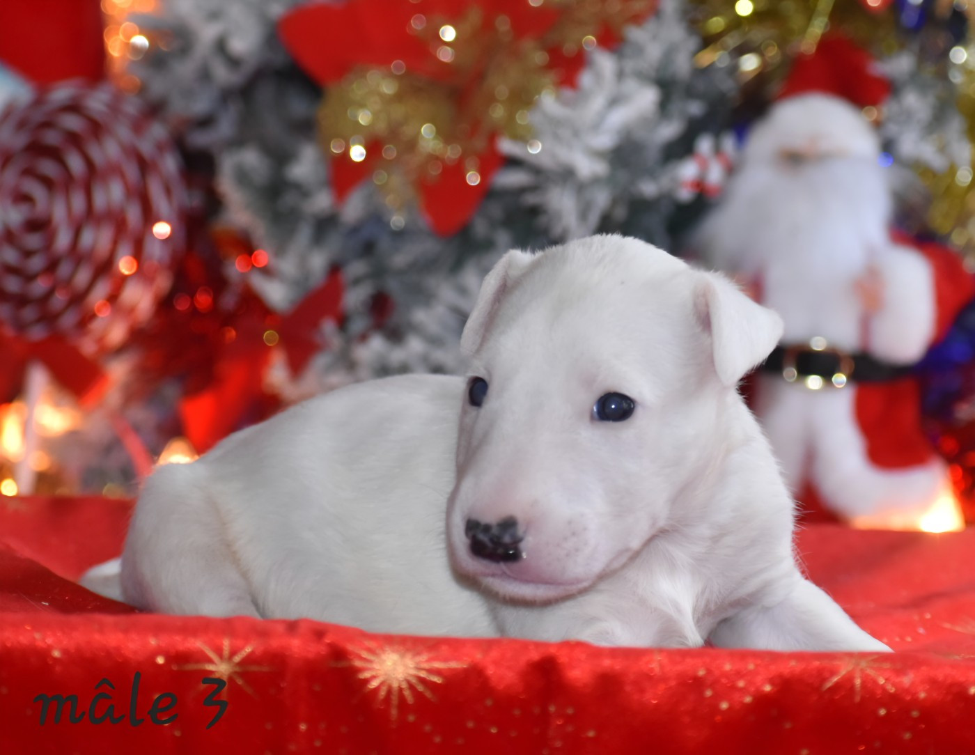 Du Monde Des Bulls  - Chiots disponibles - Bull Terrier