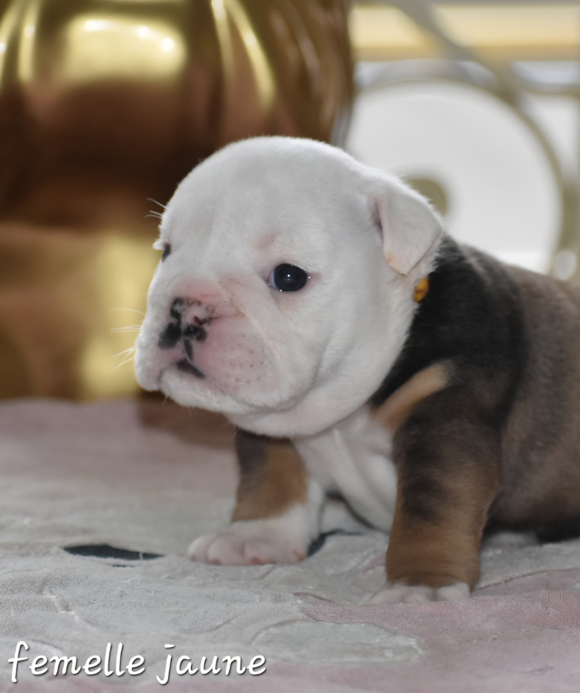 Du Monde Des Bulls  - Chiots disponibles - Bulldog Anglais