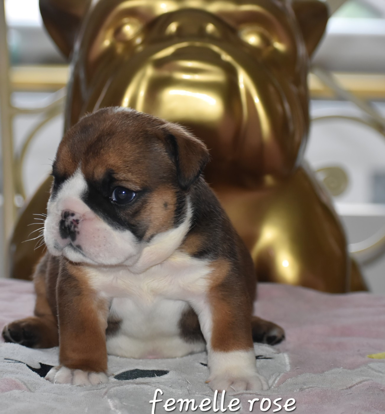 Du Monde Des Bulls  - Chiots disponibles - Bulldog Anglais