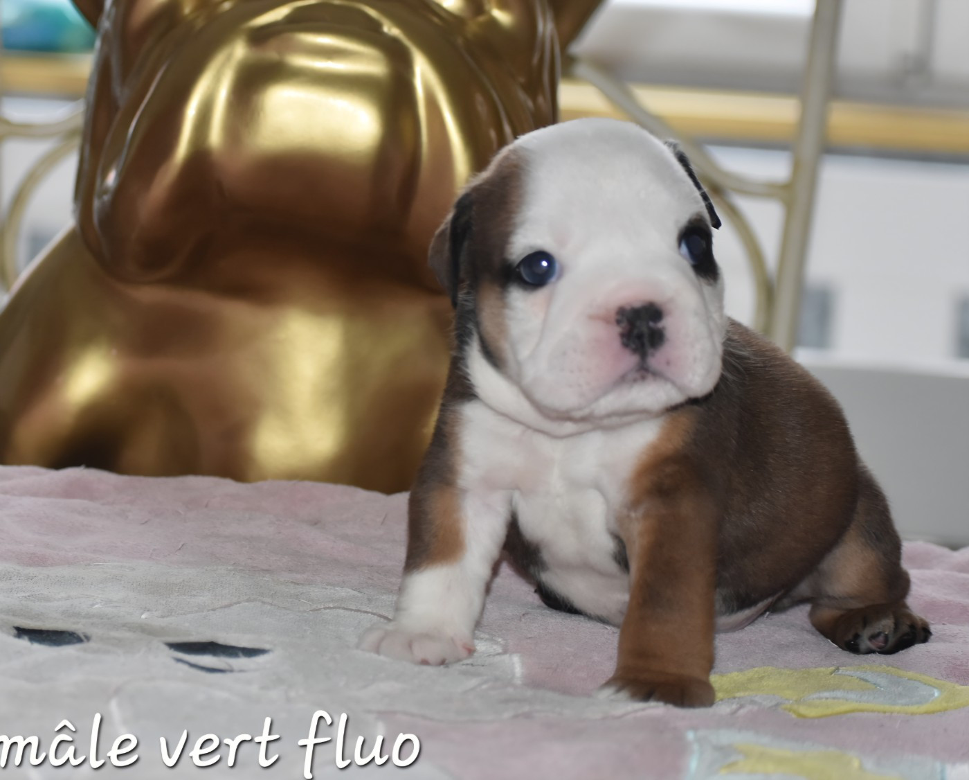 Du Monde Des Bulls  - Chiots disponibles - Bulldog Anglais