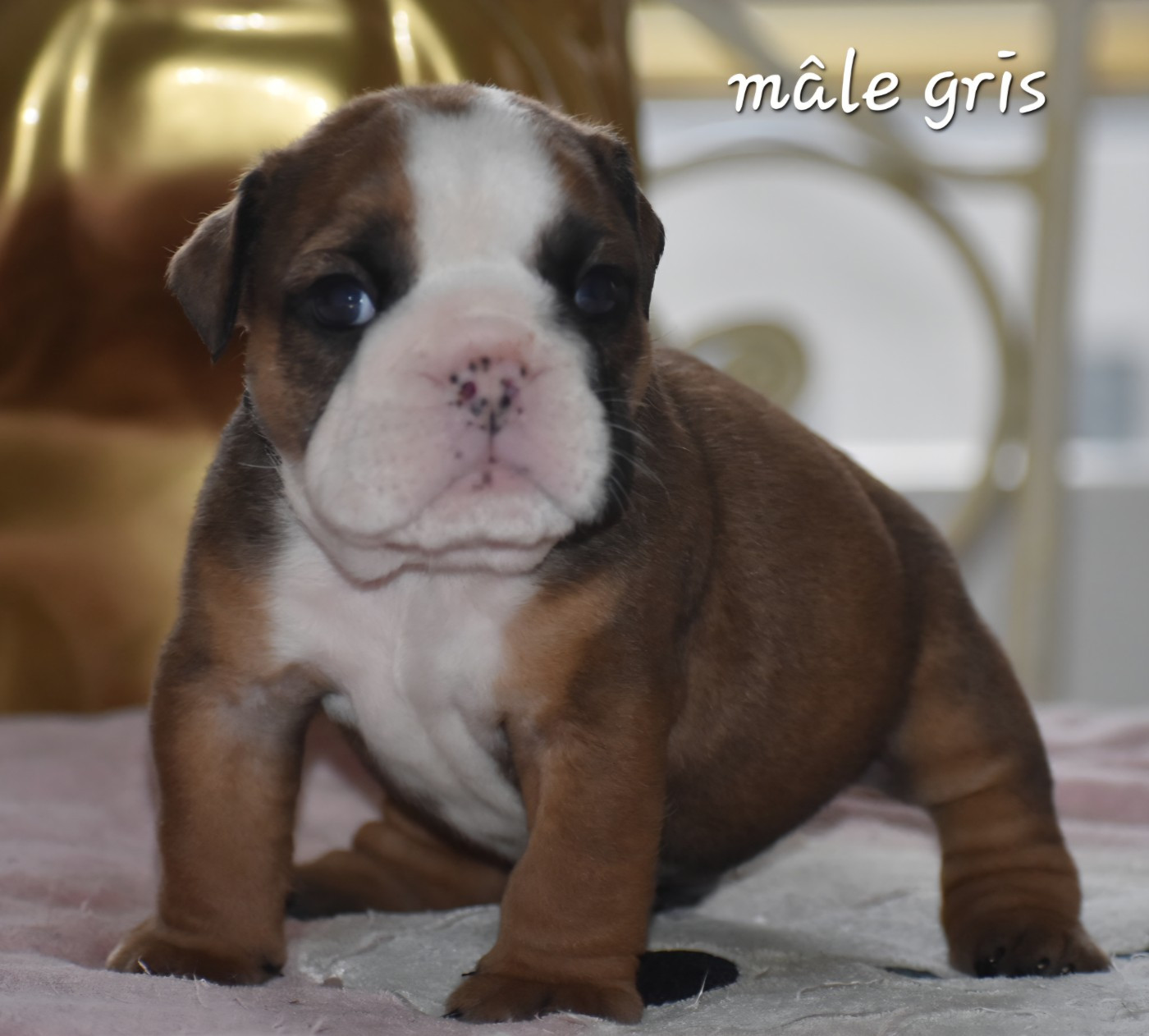 Chiot Bulldog Anglais Du Monde Des Bulls 