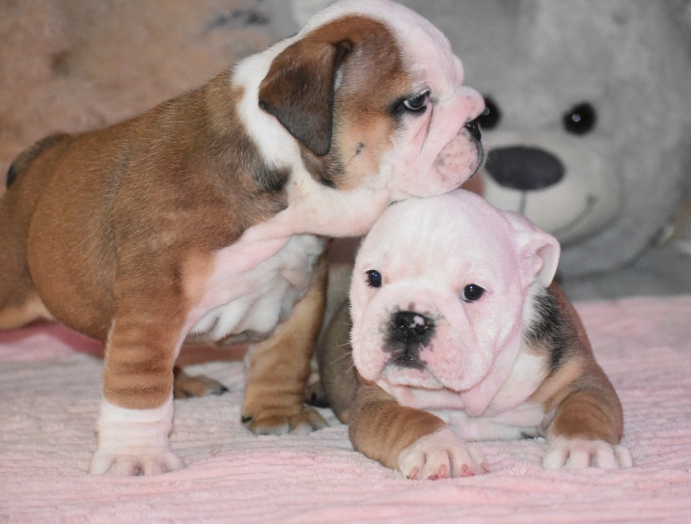 Chiot Bulldog Anglais Du Monde Des Bulls 