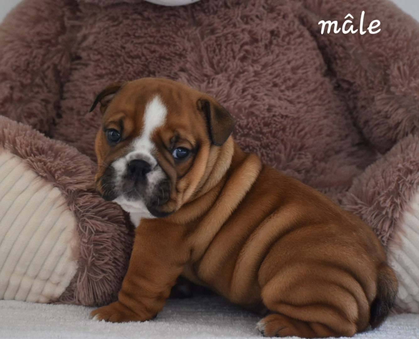 Du Monde Des Bulls  - Chiots disponibles - Bulldog Anglais